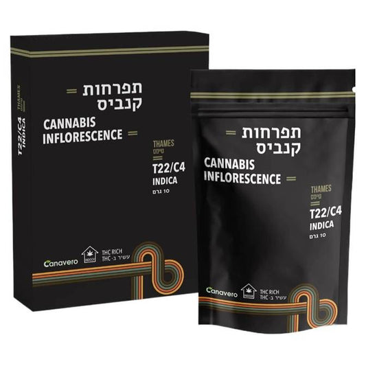 טיימס T22/C4 אינדיקה קנטק