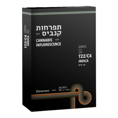גנגס T22/C4 אינדיקה קאנטק