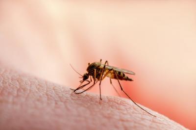 עקיצות יתושים – כל מה שאתם צריכים לדעת