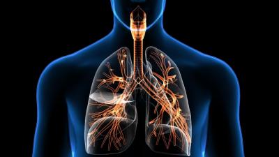 מערכת הנשימה – הנה כמה עובדות שכדאי לכם להכיר