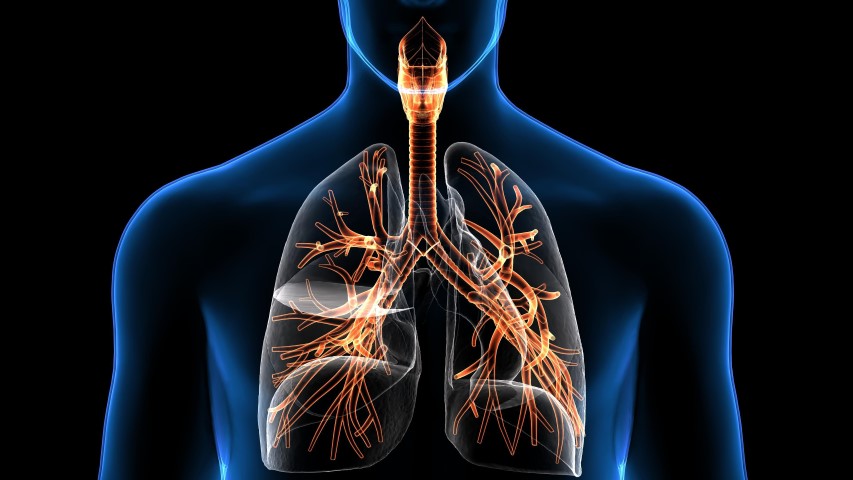 מערכת הנשימה – הנה כמה עובדות שכדאי לכם להכיר